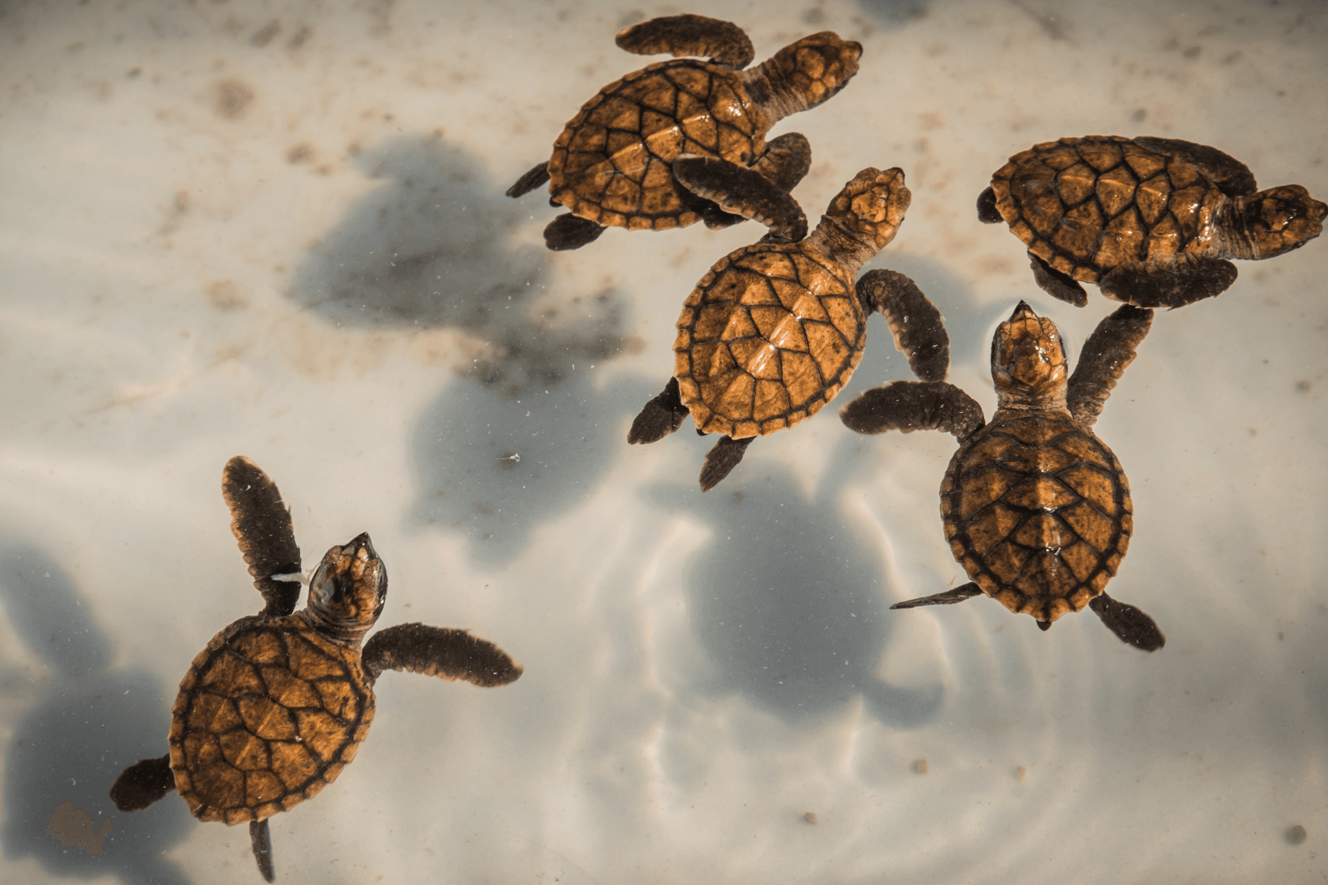 Water Adventures: Snorkeling, Turtle Farm & Speed Boat Ride