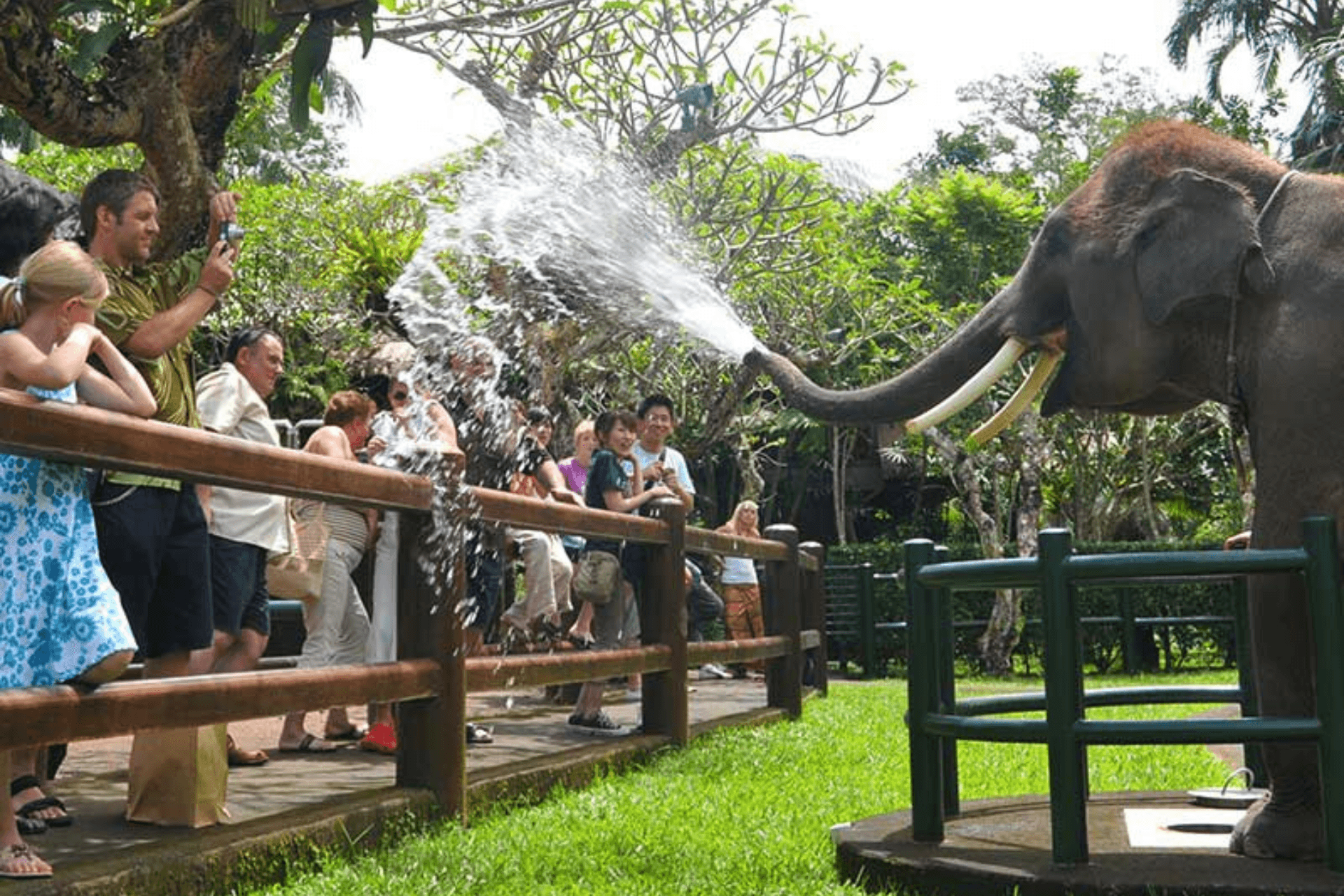Mason Elephant Adventure