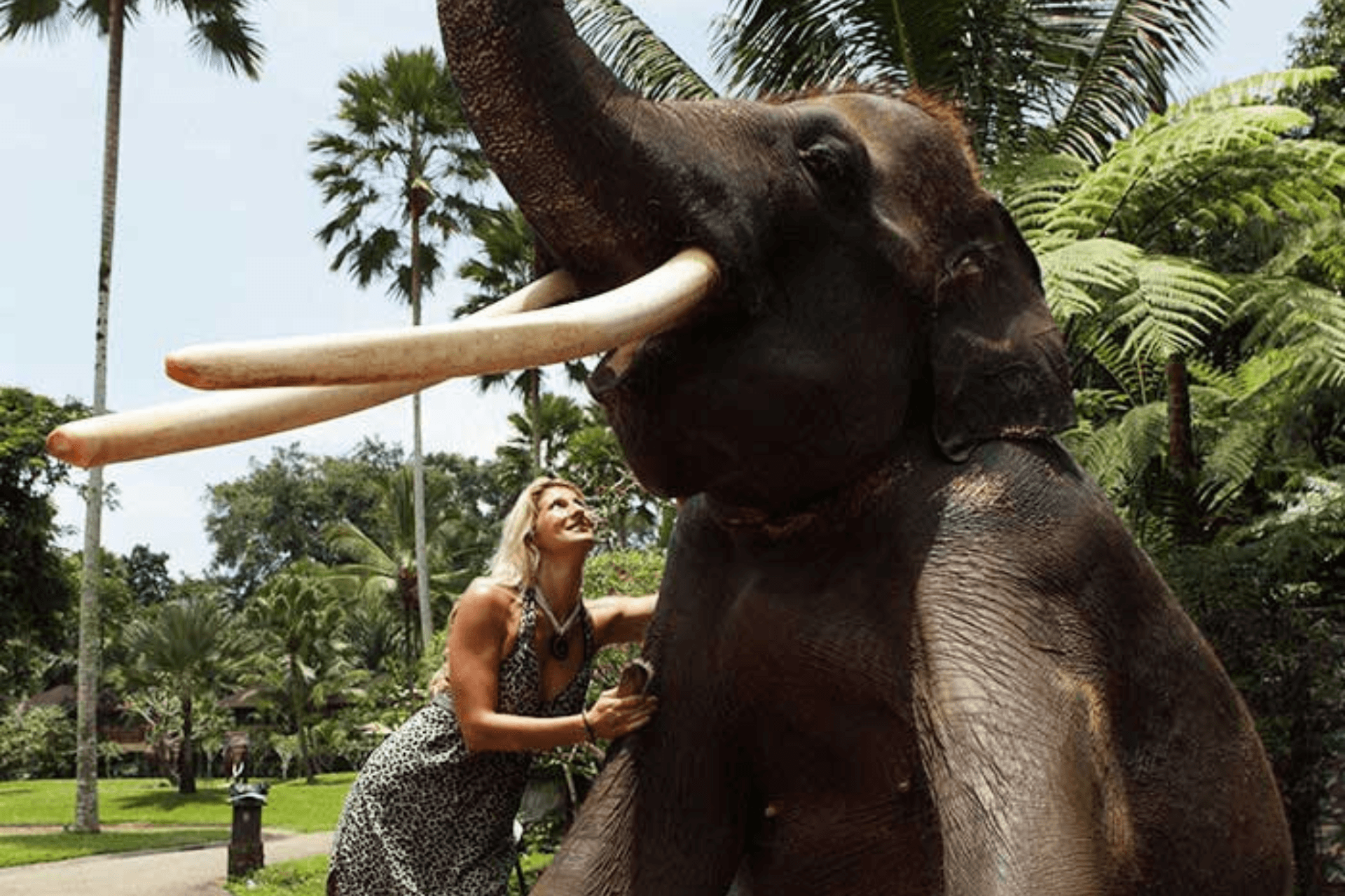 Elephant Mason Ticket